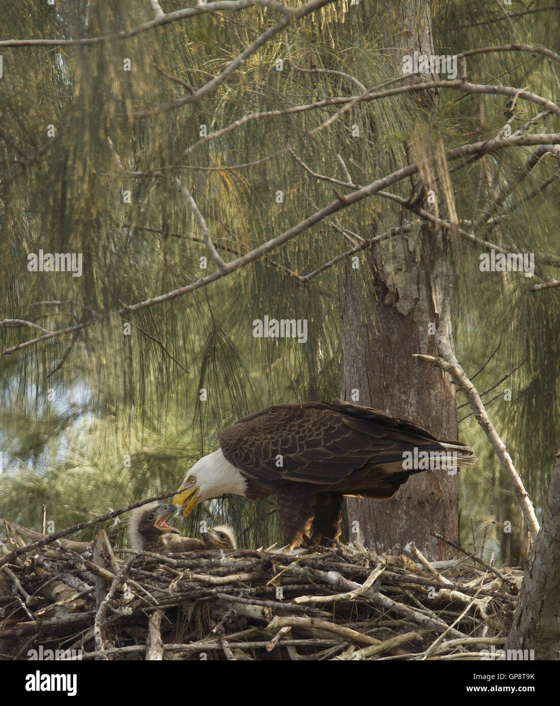 Pembroke Pines, Florida, USA. . A mature eagle feeds the young chicks in their Pembroke Pines, Florida nest. The eagles were born in mid January. The adult eagles have lived in their nest since 2008. © J Pat Carter/ZUMA Wire/Alamy Live News Stock Photo