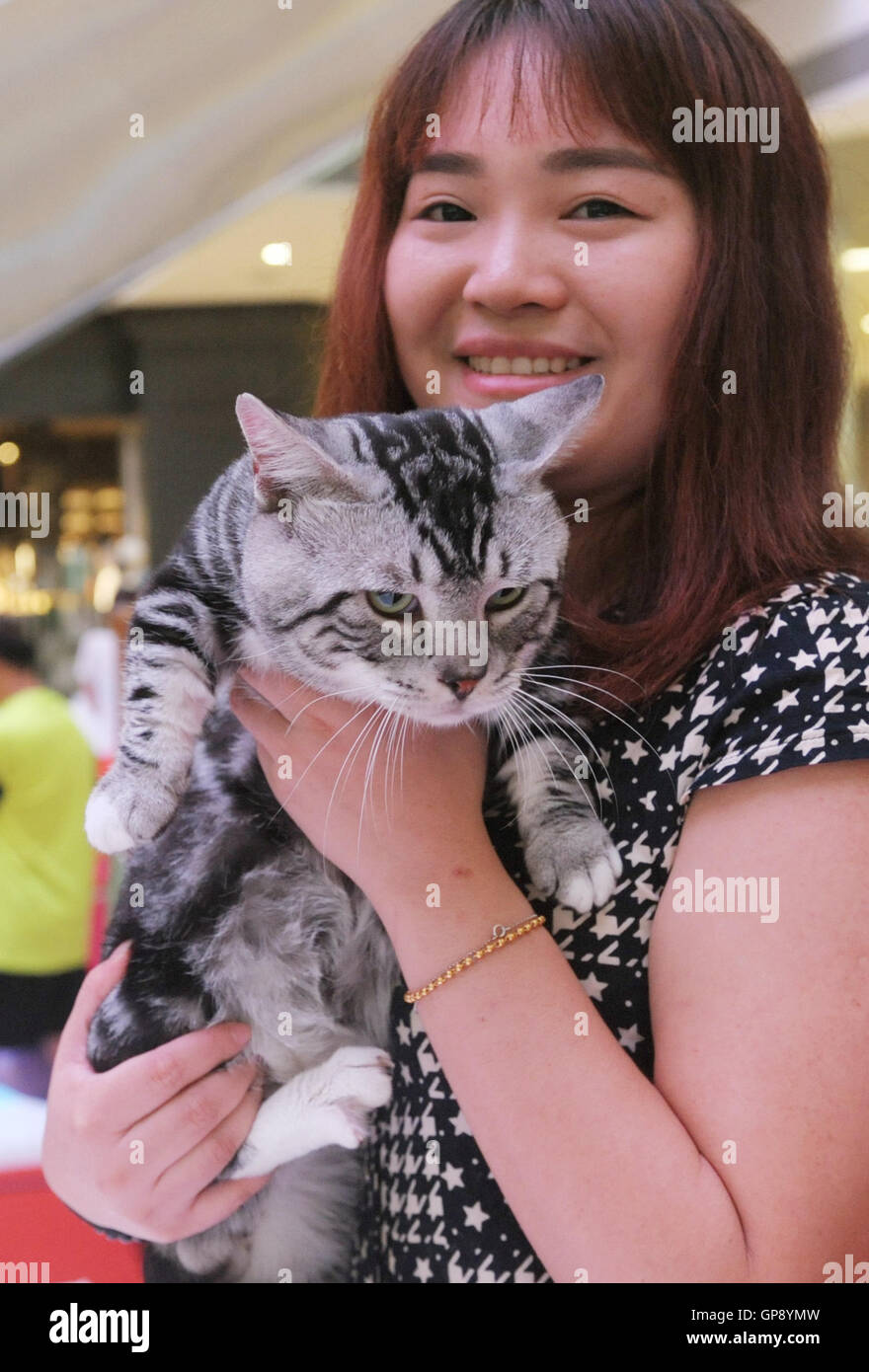 Chengdu. 3rd Sep, 2016. Photo taken on Sept. 3, 2016 shows a Munchkin cat at a cat show of World Cat Federation (WFC) in Chengdu, capital of southwest China's Sichuan Province. More than 80 cats attended the show. Credit:  Jinma Mengni/Xinhua/Alamy Live News Stock Photo