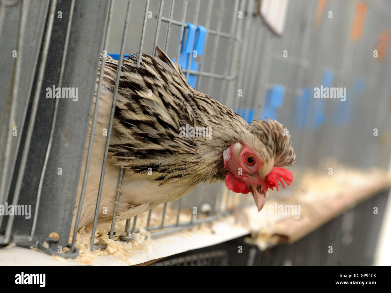 Dorchester, Dorset, UK. 03rd Sep, 2016. Poultry display Credit:  Dorset Media Service/Alamy Live News Stock Photo
