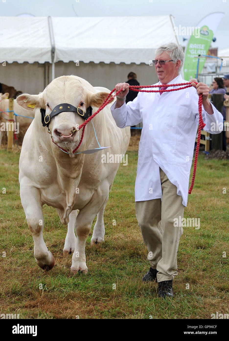 Dorchester, Dorset, UK. 03rd Sep, 2016. Cow bull competition Credit:  Dorset Media Service/Alamy Live News Stock Photo
