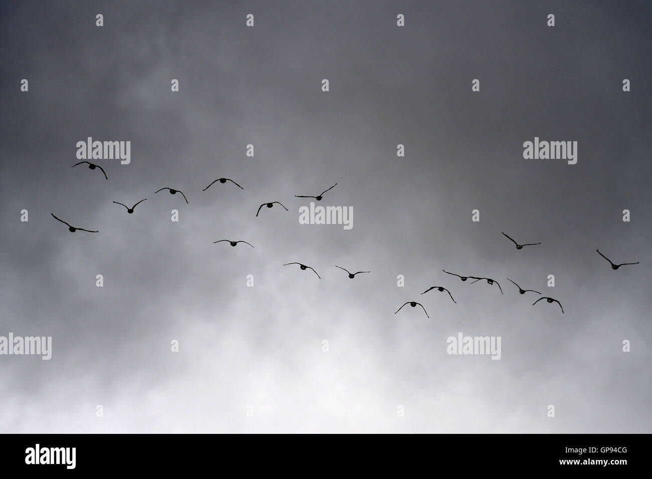 Dorchester, Dorset, UK. 03rd Sep, 2016. Geese fly by Credit:  Dorset Media Service/Alamy Live News Stock Photo
