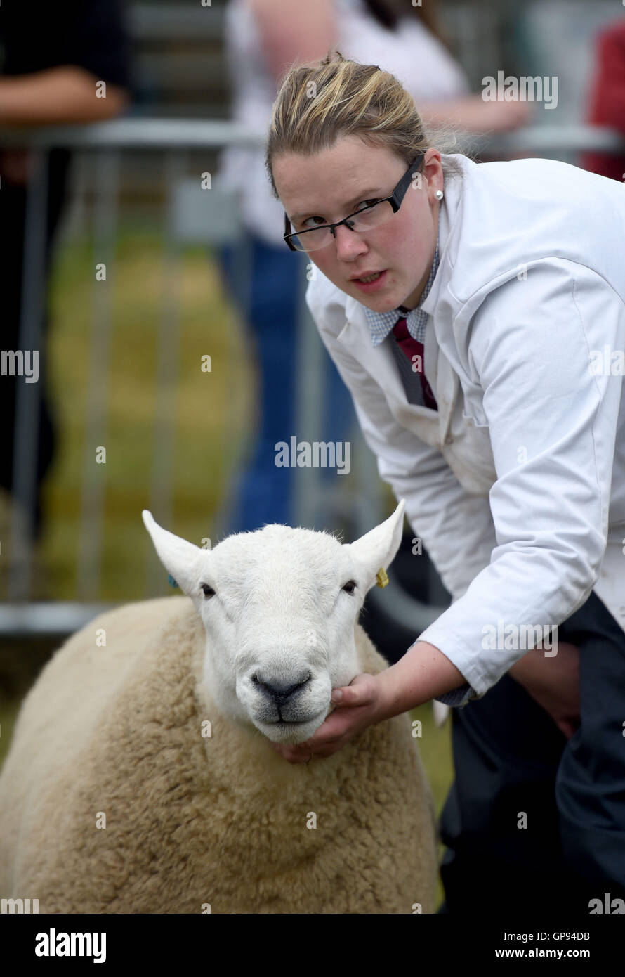 Dorchester, Dorset, UK. 03rd Sep, 2016. Sheep competition Credit:  Dorset Media Service/Alamy Live News Stock Photo