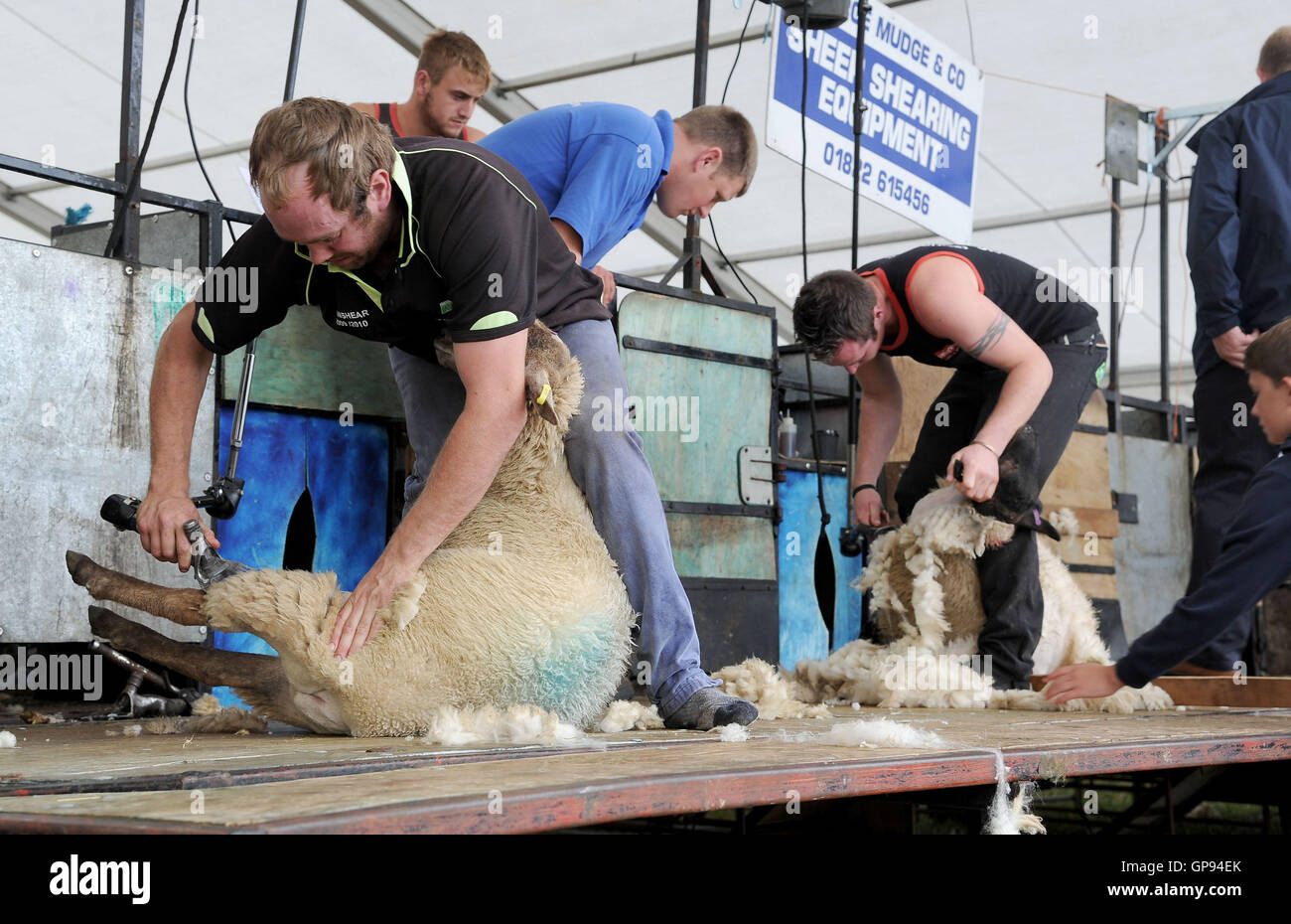 Dorchester, Dorset, UK. 03rd Sep, 2016. Sheep shearing competition Credit:  Dorset Media Service/Alamy Live News Stock Photo