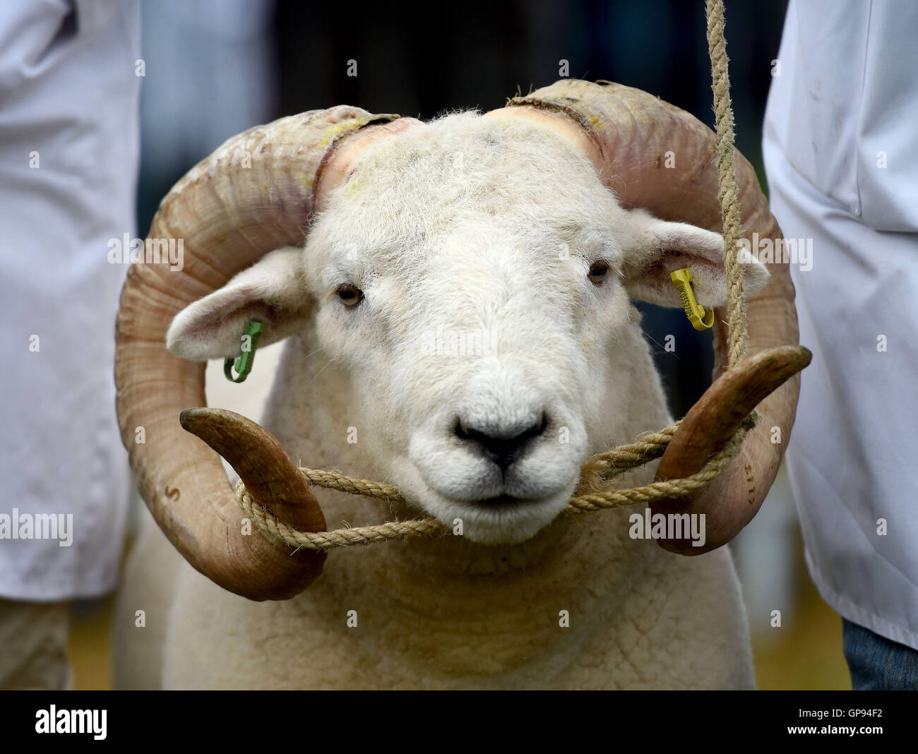 Dorchester, Dorset, UK. 03rd Sep, 2016. Ram sheep Credit:  Dorset Media Service/Alamy Live News Stock Photo