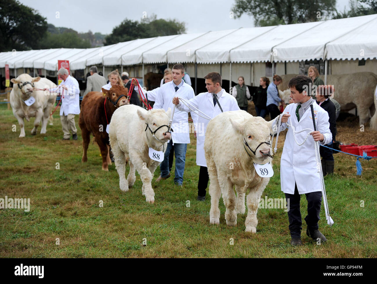 Dorchester, Dorset, UK. 03rd Sep, 2016. Cows ready for judging Credit:  Dorset Media Service/Alamy Live News Stock Photo