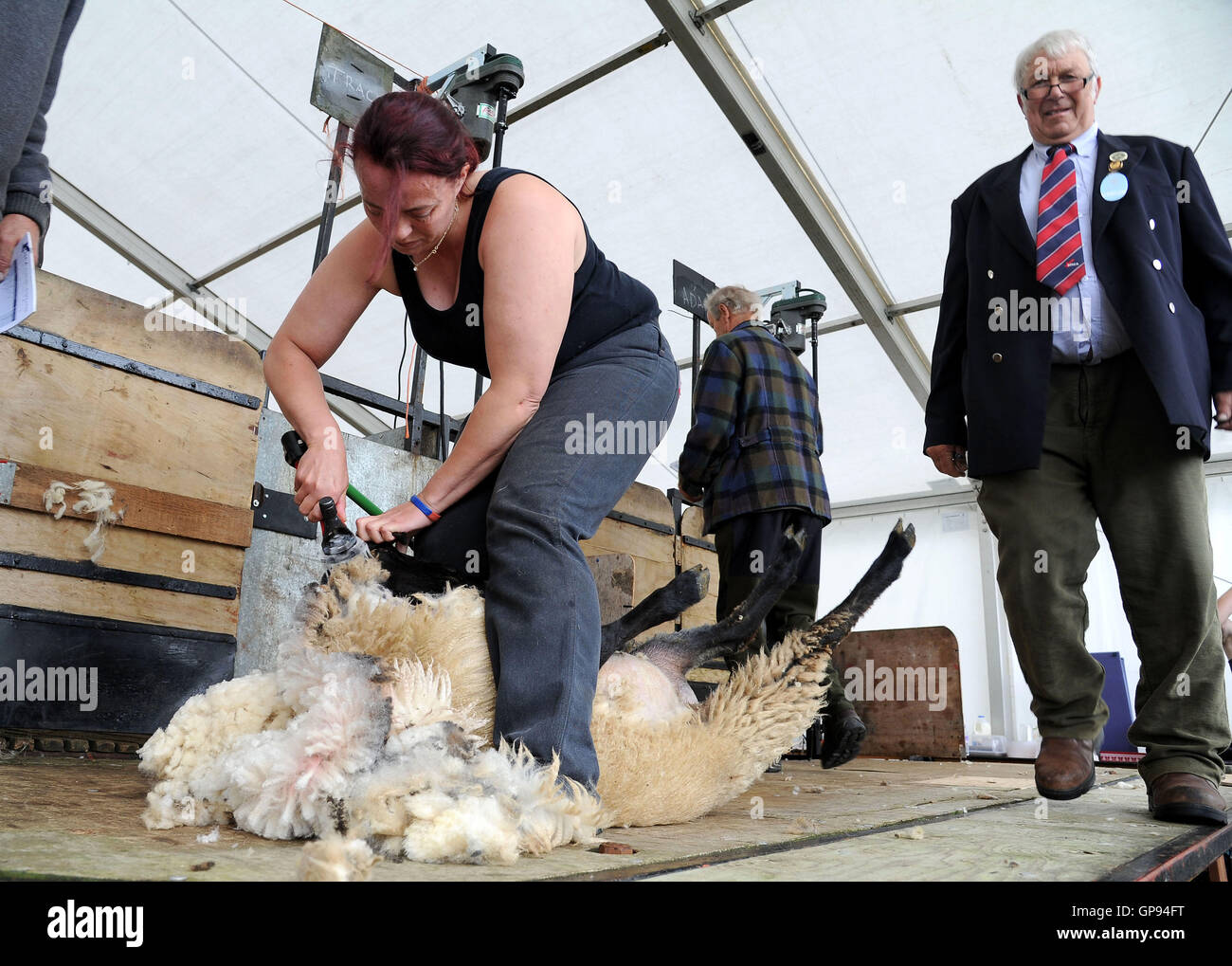 Dorchester, Dorset, UK. 03rd Sep, 2016. Sheep shearing competition Credit:  Dorset Media Service/Alamy Live News Stock Photo