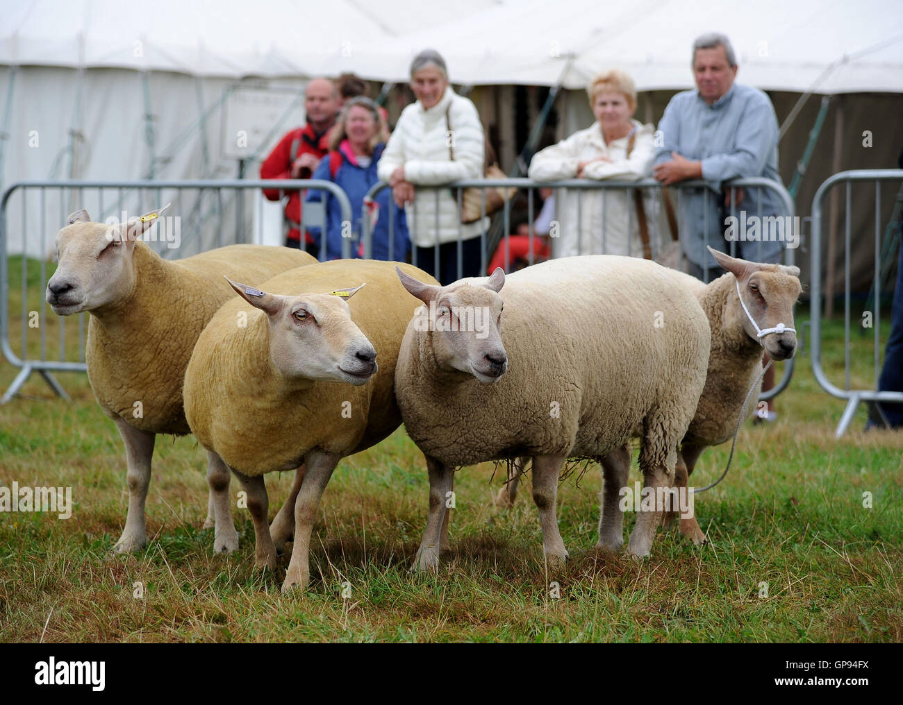 Dorchester, Dorset, UK. 03rd Sep, 2016. Sheep competition Credit:  Dorset Media Service/Alamy Live News Stock Photo