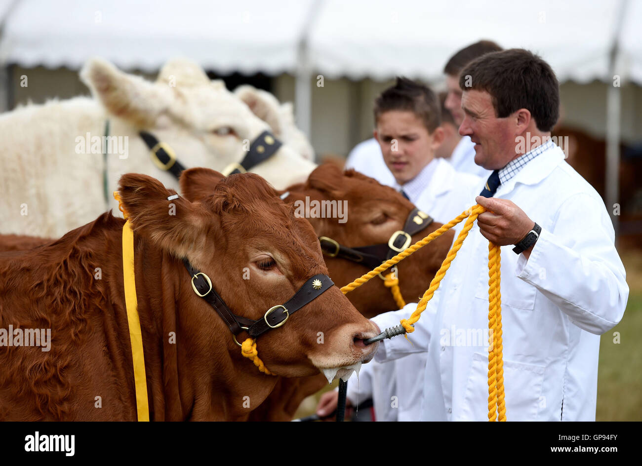 Dorchester, Dorset, UK. 03rd Sep, 2016. Judging of cattle Credit:  Dorset Media Service/Alamy Live News Stock Photo