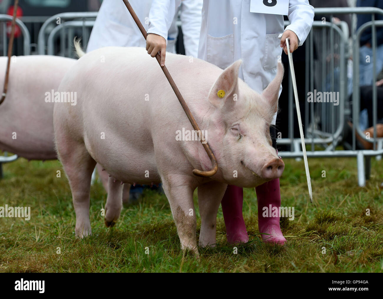 Dorchester, Dorset, UK. 03rd Sep, 2016. Pig competition Credit:  Dorset Media Service/Alamy Live News Stock Photo
