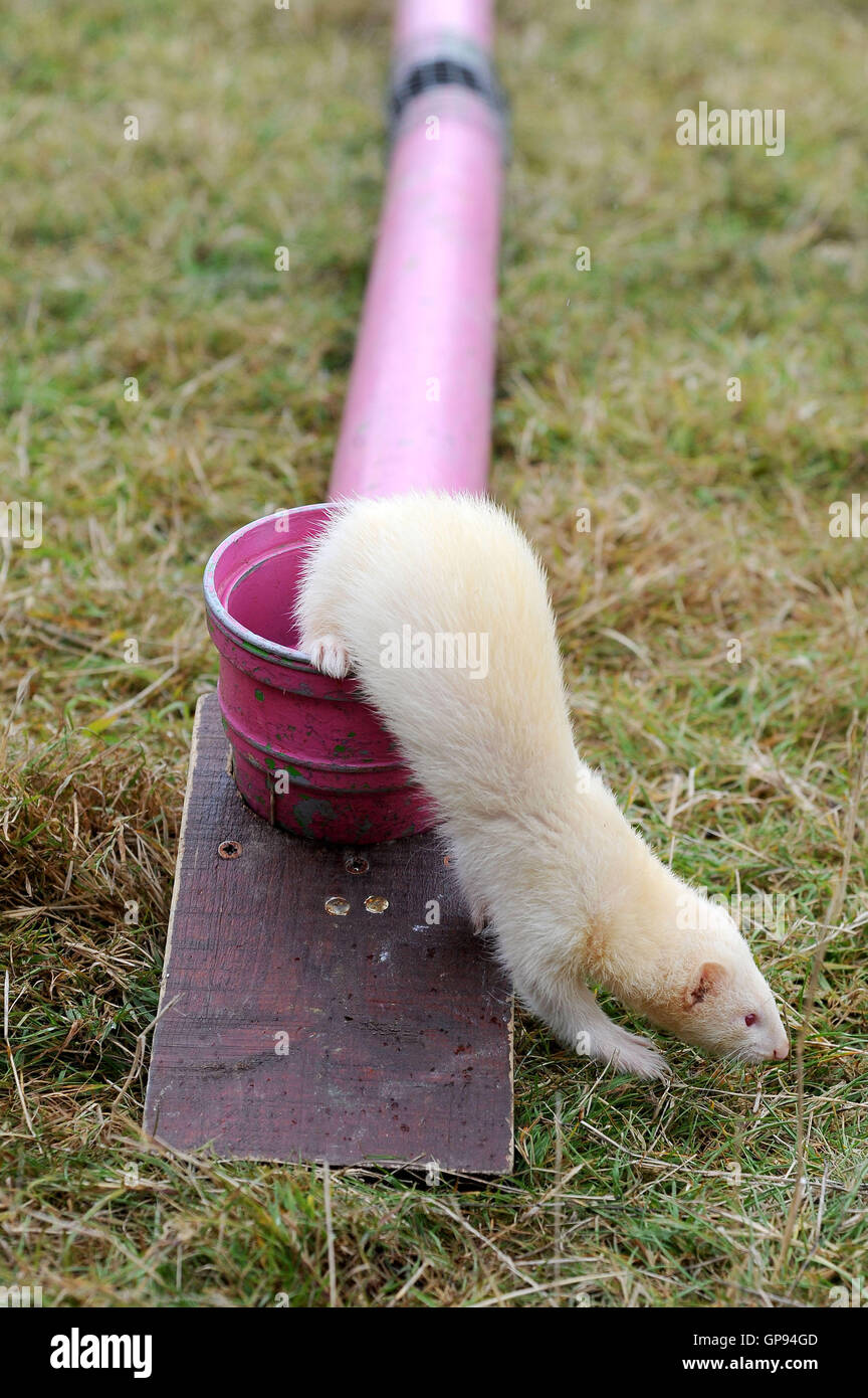 Dorchester, Dorset, UK. 03rd Sep, 2016. Ferret racing Credit:  Dorset Media Service/Alamy Live News Stock Photo