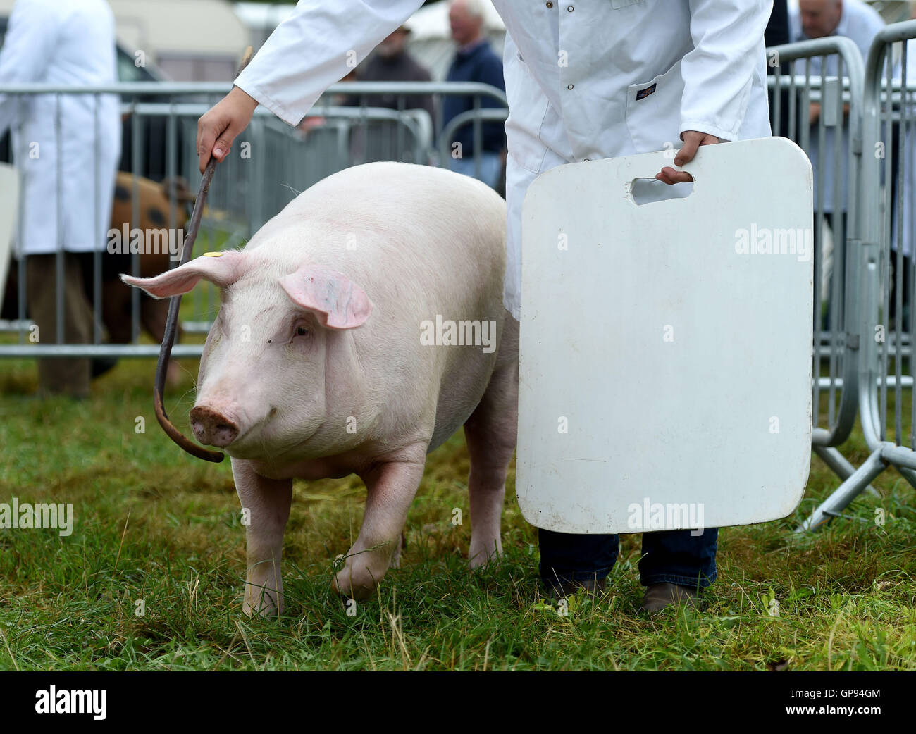 Dorchester, Dorset, UK. 03rd Sep, 2016. Pig competition judging Credit:  Dorset Media Service/Alamy Live News Stock Photo