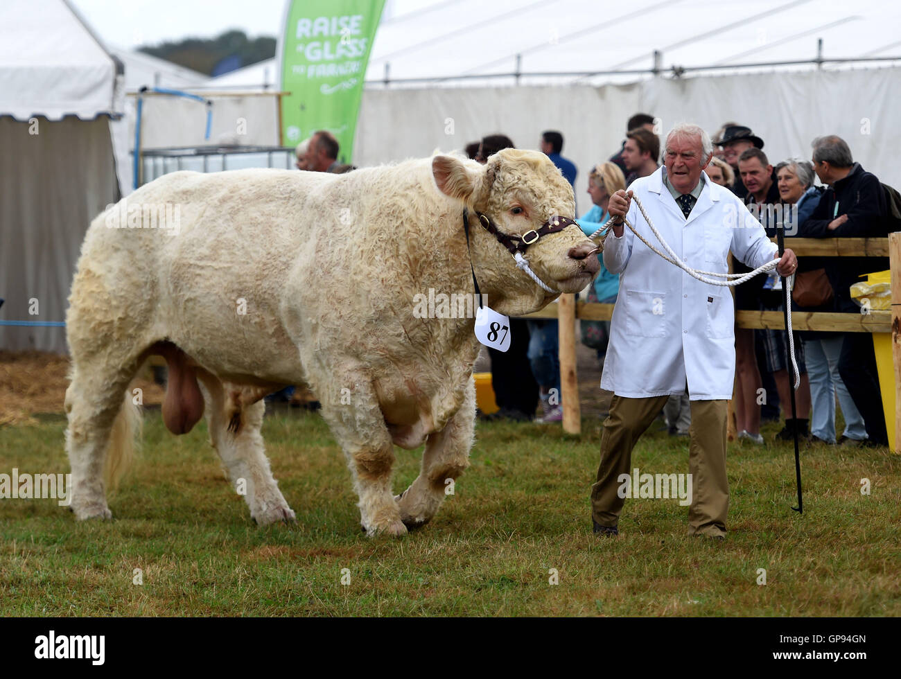 Dorchester, Dorset, UK. 03rd Sep, 2016. Cow competition judging Credit:  Dorset Media Service/Alamy Live News Stock Photo