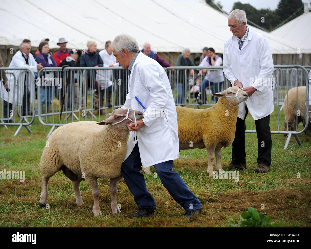 Dorchester, Dorset, UK. 03rd Sep, 2016. Sheep competition judging Credit:  Dorset Media Service/Alamy Live News Stock Photo