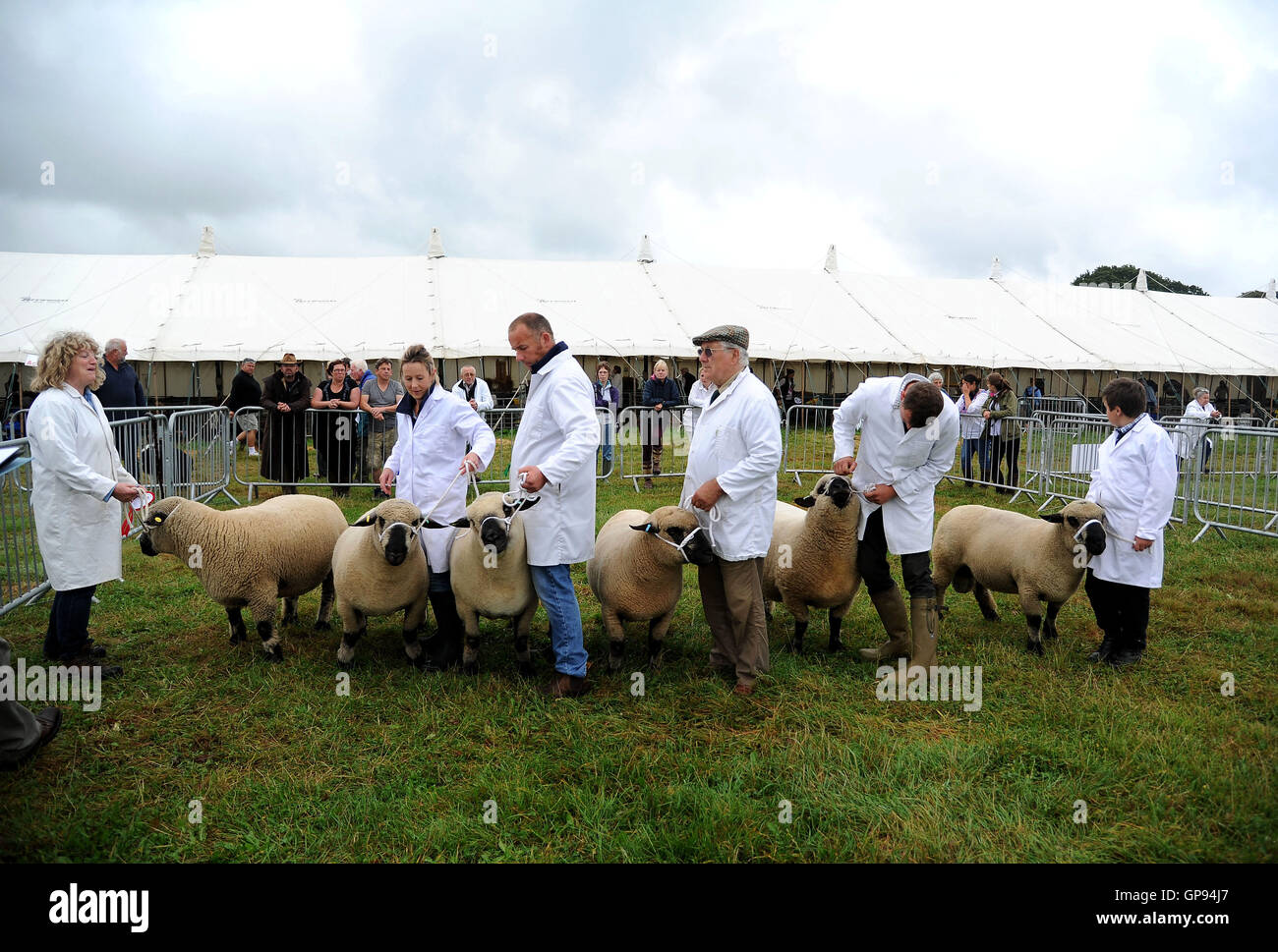 Dorchester, Dorset, UK. 03rd Sep, 2016. Sheep competition judging Credit:  Dorset Media Service/Alamy Live News Stock Photo