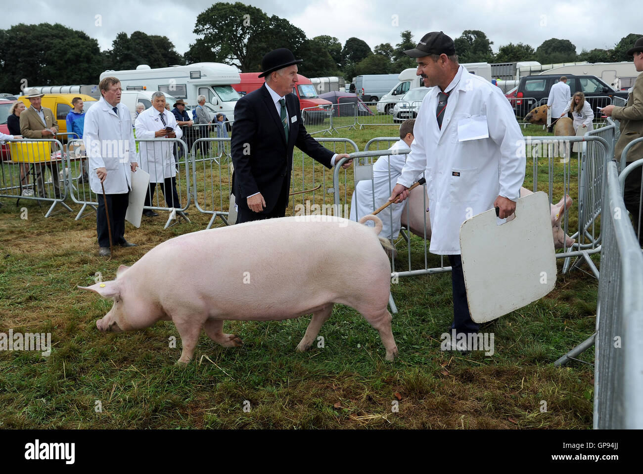 Dorchester, Dorset, UK. 03rd Sep, 2016. Pig competition judging Credit:  Dorset Media Service/Alamy Live News Stock Photo