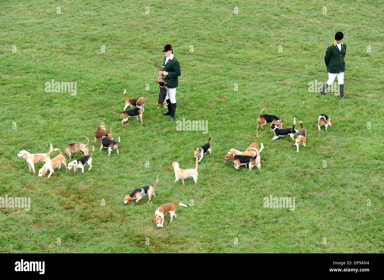 Dorchester, Dorset, UK. 03rd Sep, 2016. Hunt beagles Credit:  Dorset Media Service/Alamy Live News Stock Photo