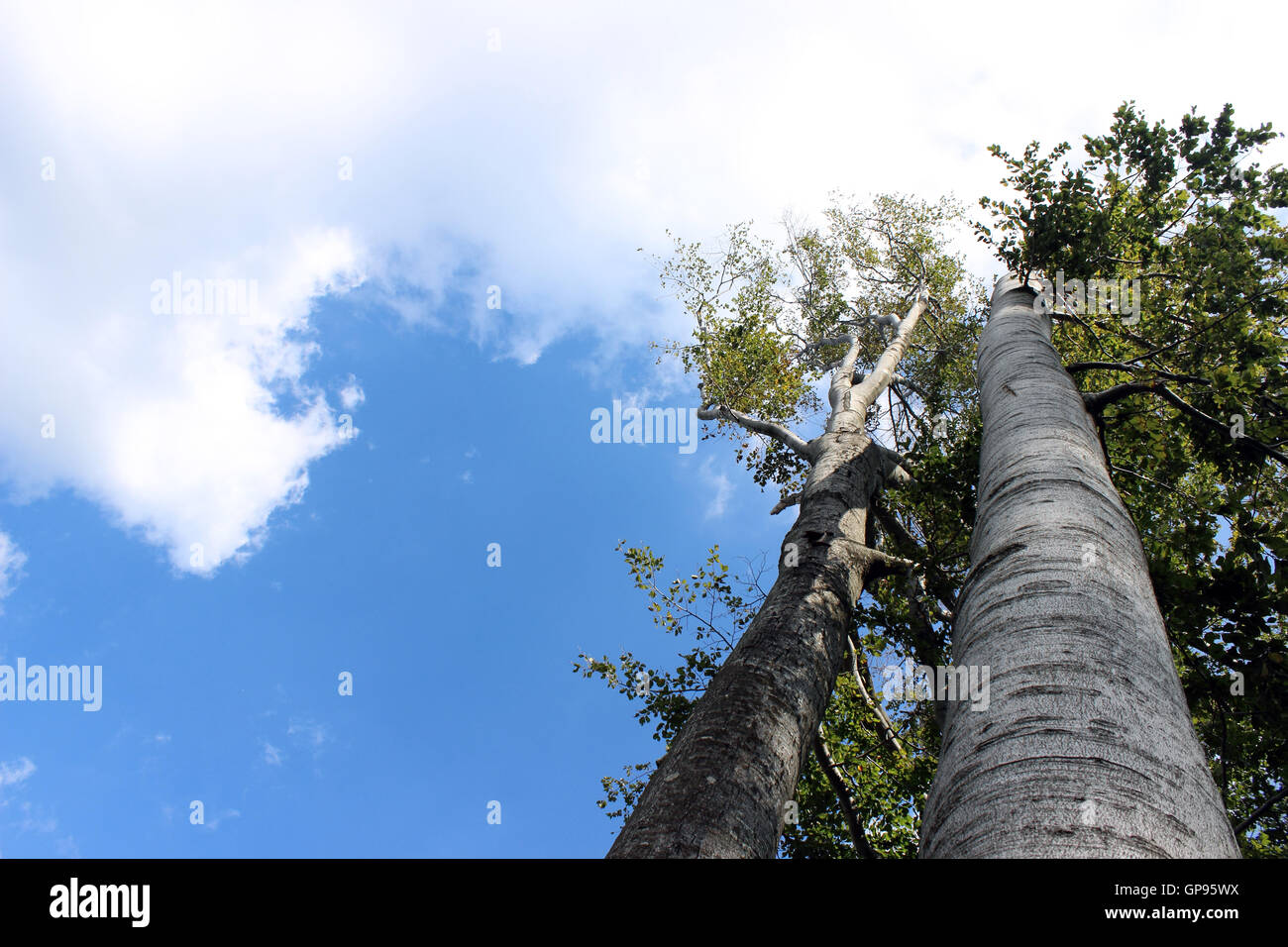 Trees reaching for the sky with clouds, viewed from below Stock Photo ...