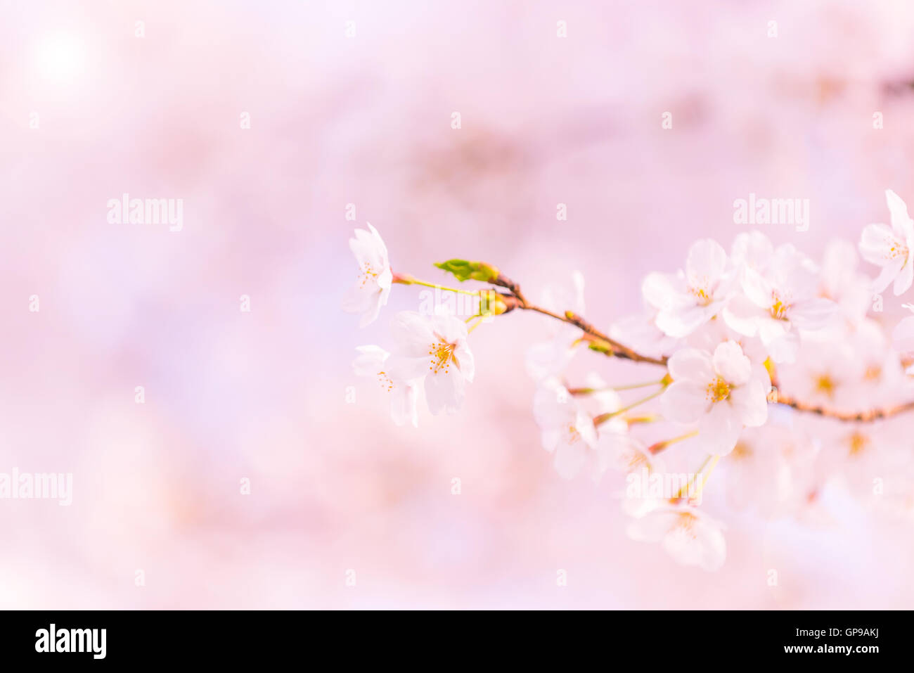 Soft focus on cherry blossom hi-res stock photography and images - Alamy