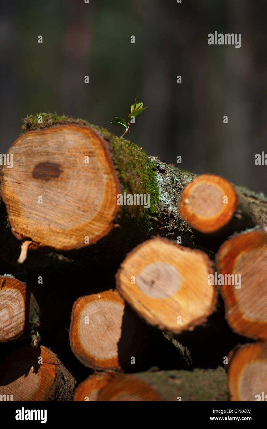 A new little tree growing on the felled trunks Stock Photo