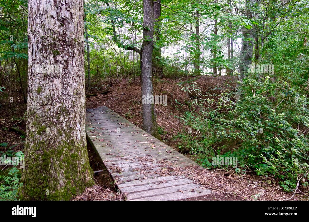Bridge over a creek on a hiking trail in a forest. Stock Photo