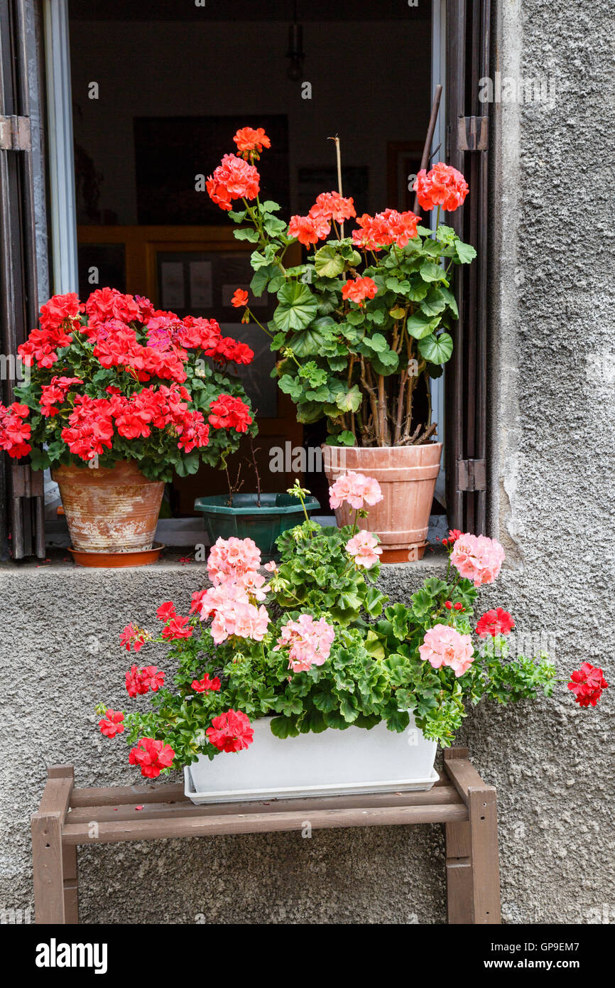 Potted geraniums in the window of a French house at Olliergues in the Auvergne. Stock Photo