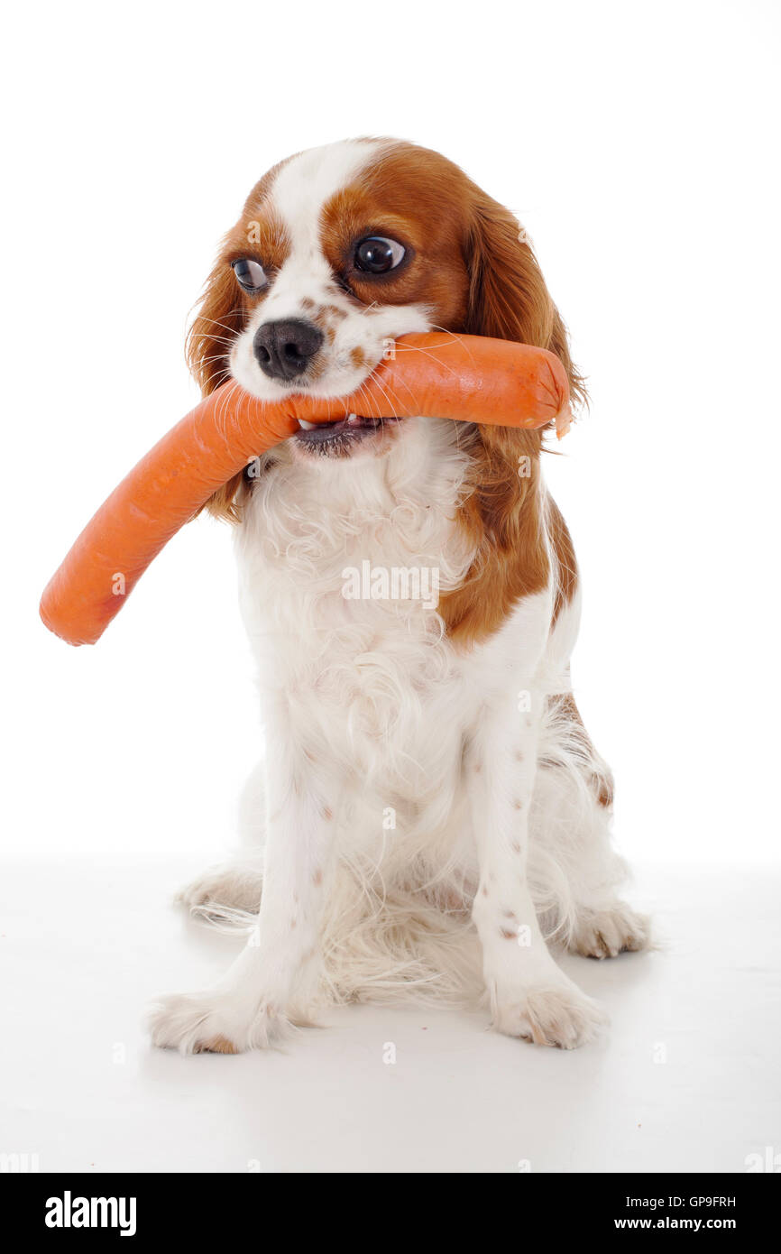 Dog eating food Stock Photo