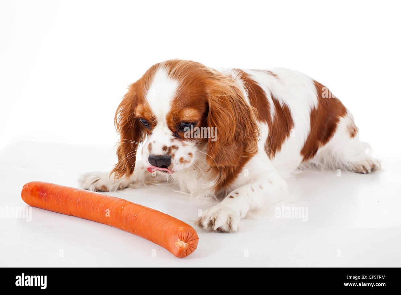 dog,pet,breed,food,snack,healthy,nutriment,meat,feed,chow,ate,sausage,treat,weenie,hot,dog,tongue,snags,snorker,wiener,with,lap, Stock Photo