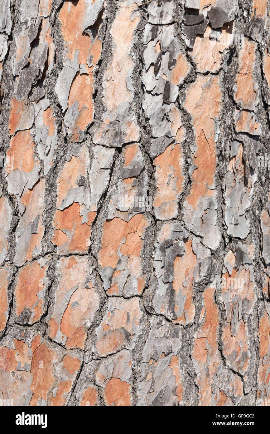 Pine tree bark background Stock Photo