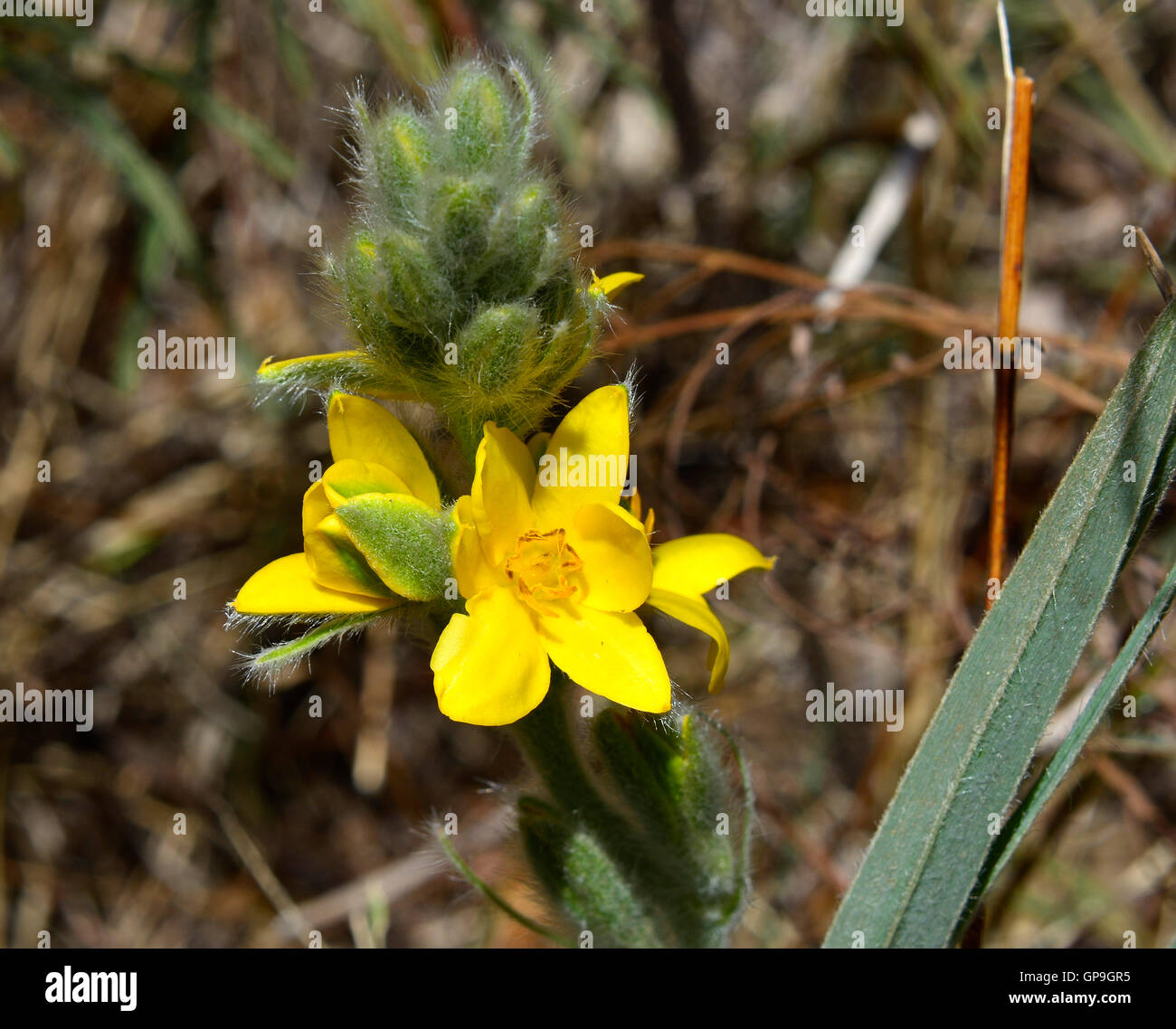 The African wild potato of South Africa yellow flower. Herbal medicine plant. (Hypoxis hemerocallidea) South African star grass. Stock Photo