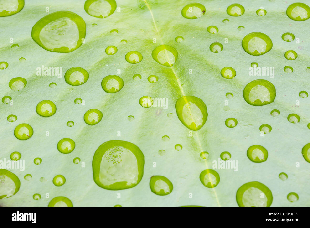 Dew drop on lotus leaf hi-res stock photography and images - Alamy