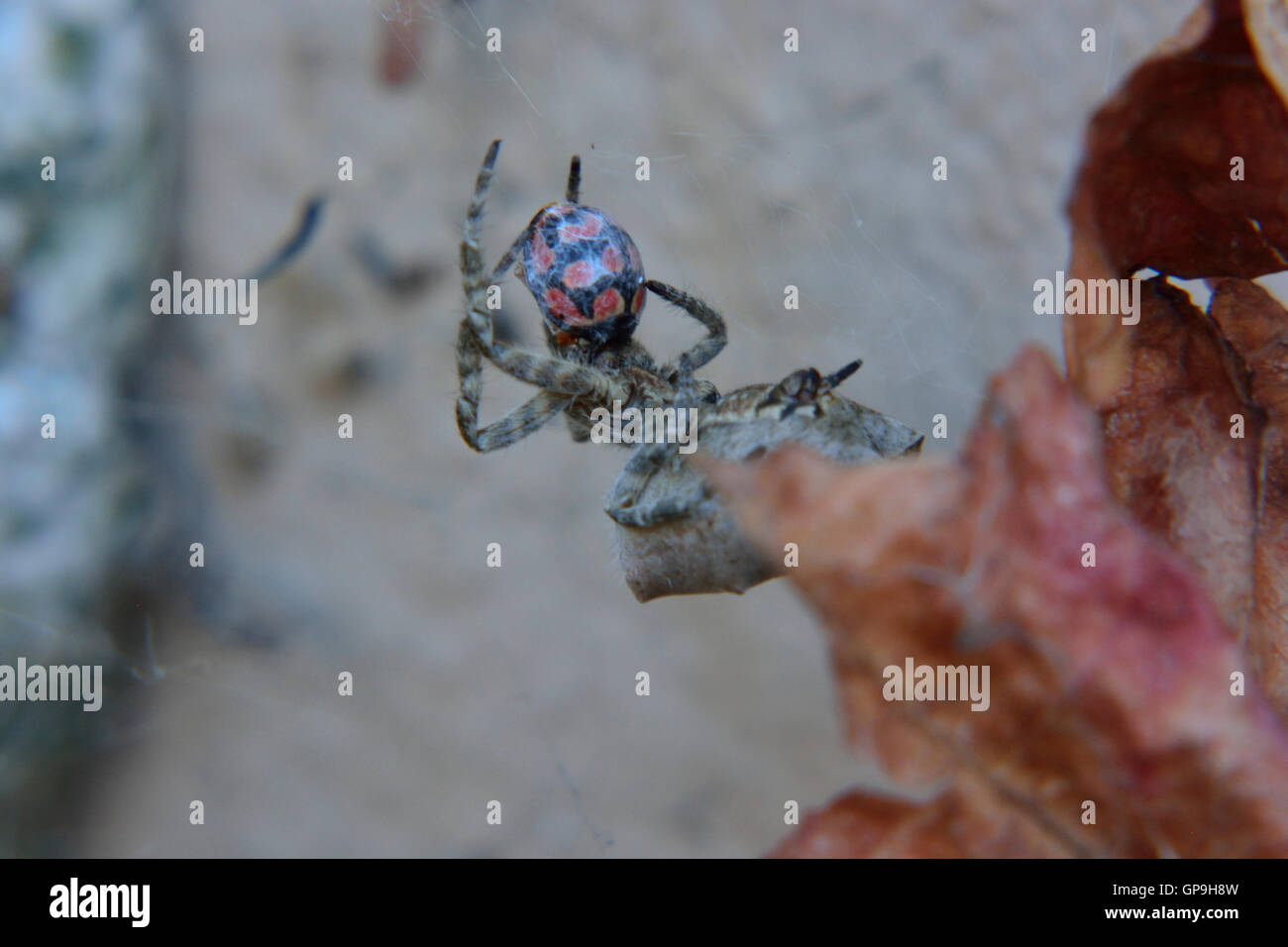 Macro close up of Garbageline Spider female capturing and consuming a