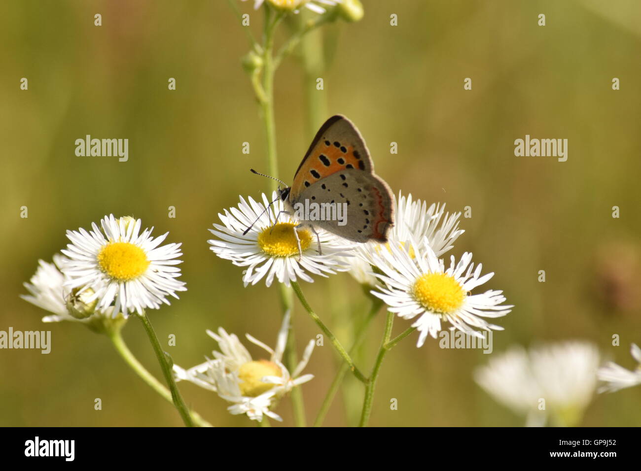Brown and orange butterfly on a  white wildflower Stock Photo