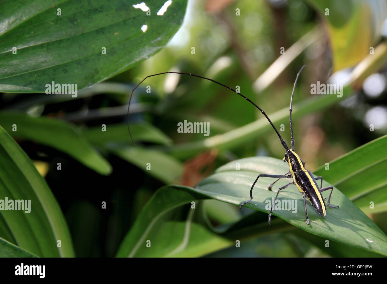 Bycid or Longhorned Borer Beetle (Taeniotes scalatus) sitting on a leaf in Manuel Antonio, Costa Rica. Stock Photo