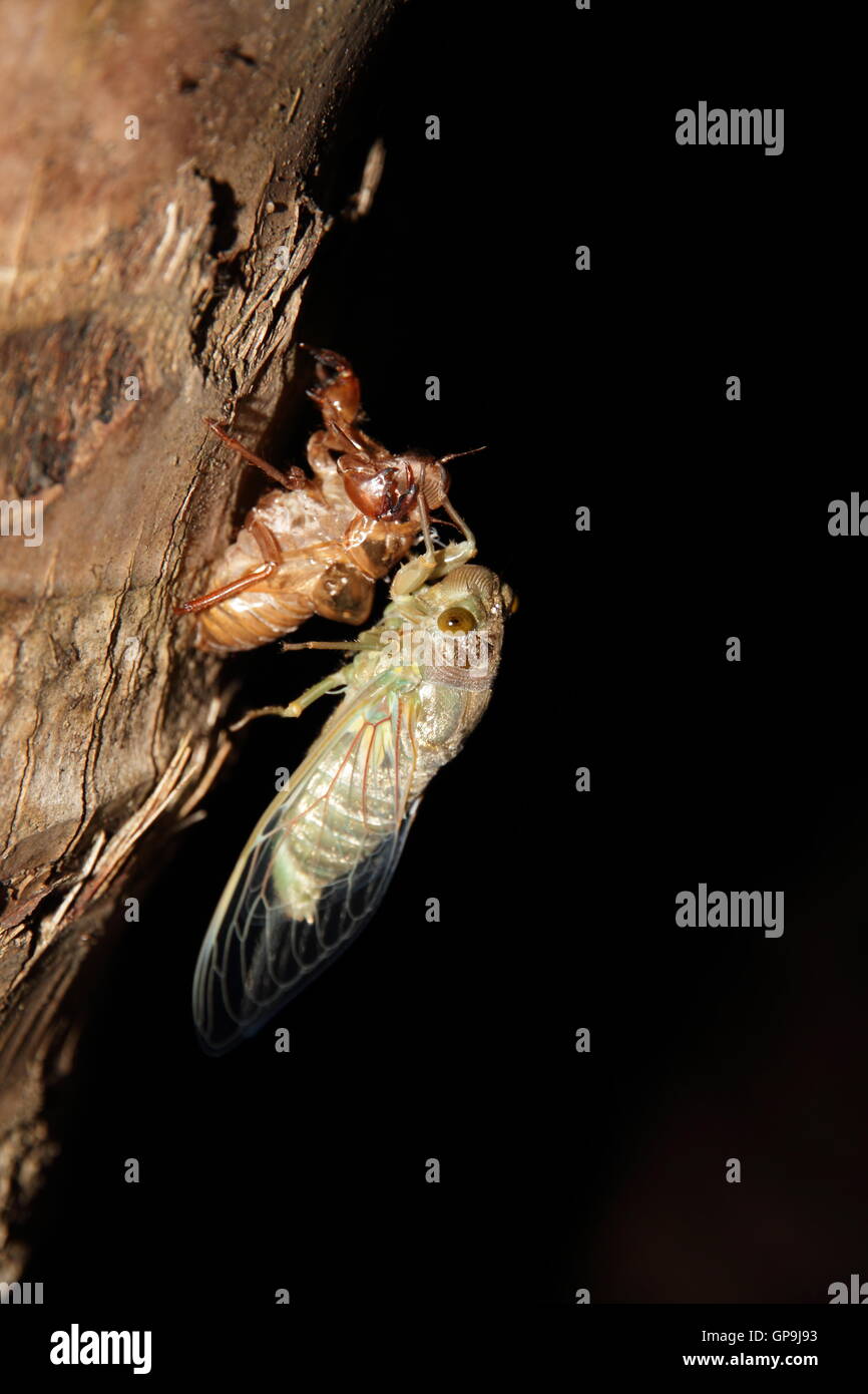 A Cicada in Manuel Antonio Costa Rica changing form on a tree trunk. Stock Photo