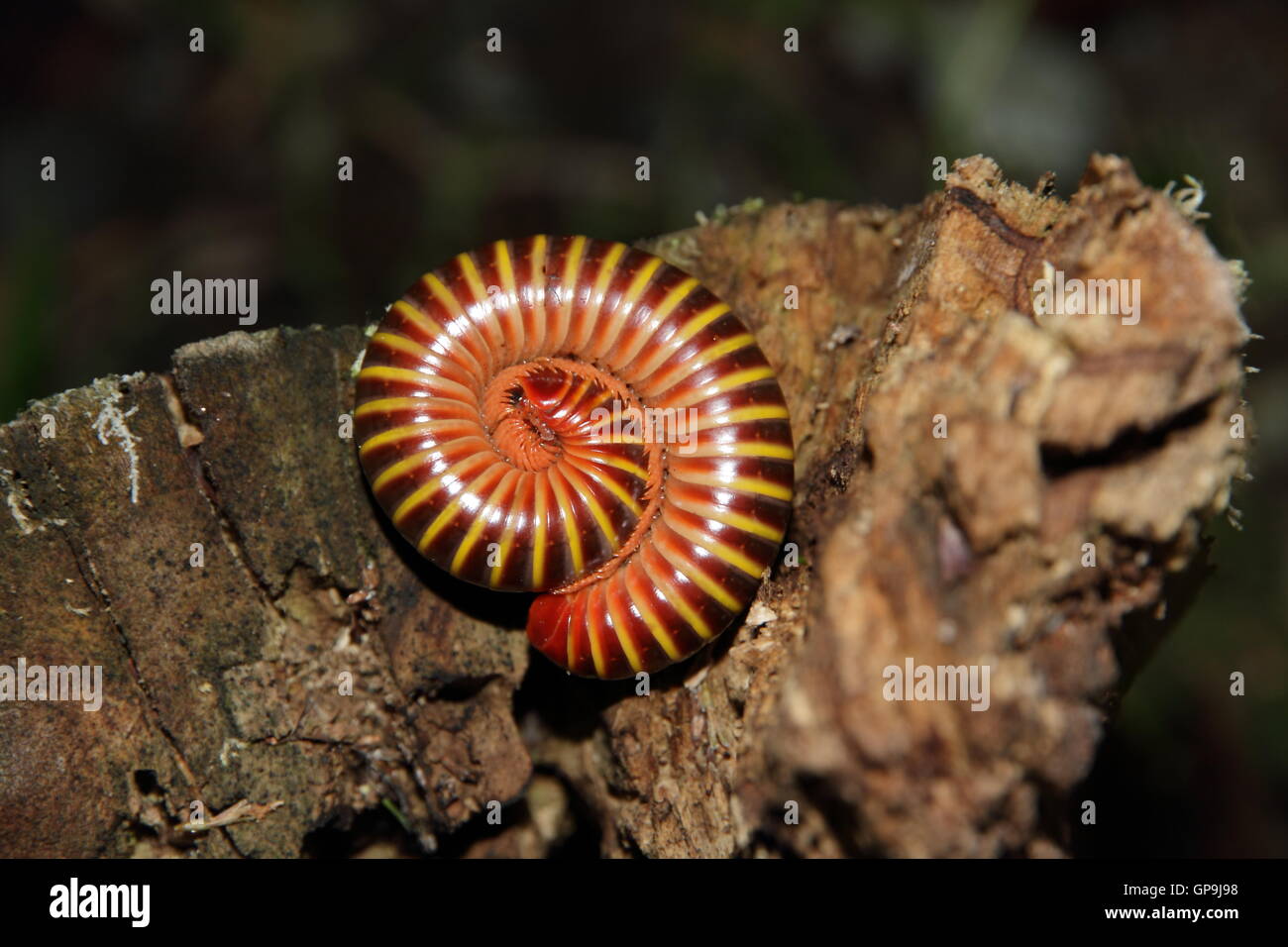A colorfull giant millipede rolled up at night near Manuel Antonio, Costa Rica. Stock Photo