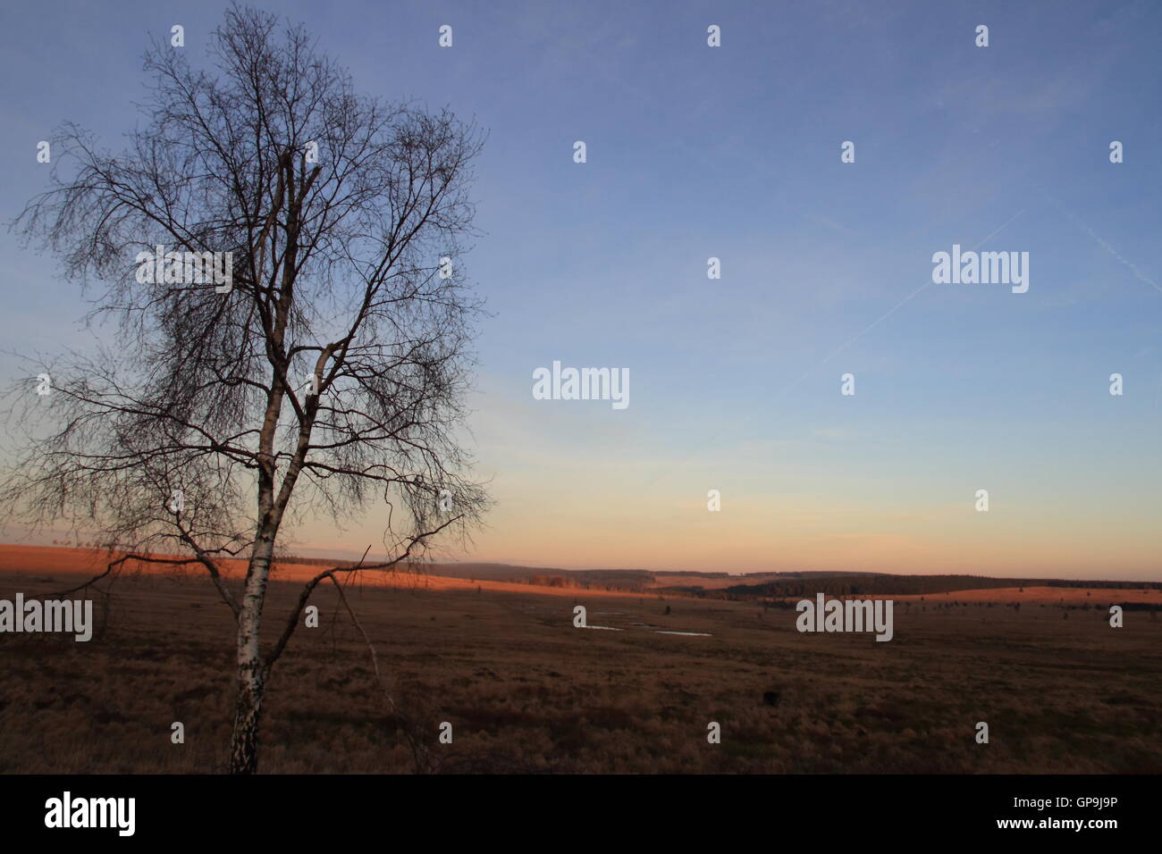 Sunset view over the peat meadows of the 'Hautes Fagnes' with trees in the background in the Belgian Ardennes, near Spa. Stock Photo