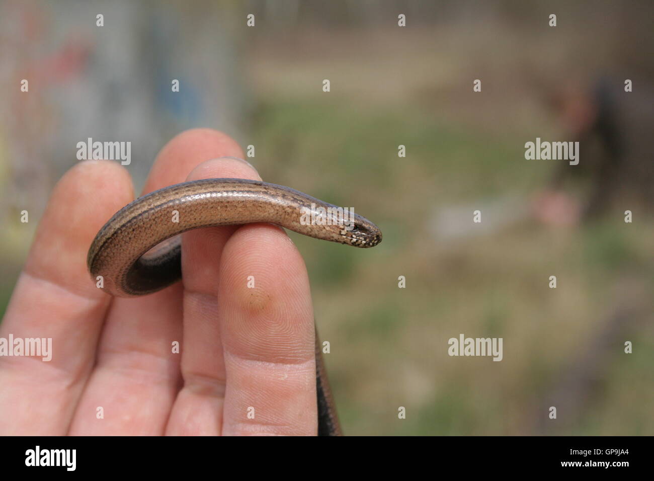 The Anguis fragilis, or slow worm, is a limbless lizard native to Eurasia. It is sometimes called a blindworm. Stock Photo