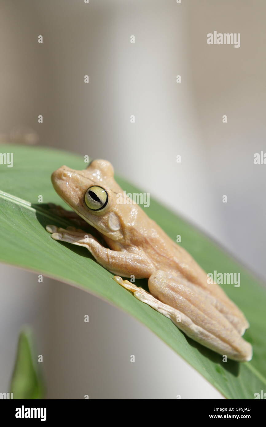 Close up shot of a Gladiator Tree Frog (Hypsiboas rosenbergi) in Manuel Antonio, Costa Rica. Stock Photo