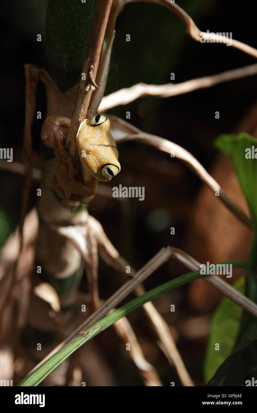 Close up shot of a Gladiator Tree Frog (Hypsiboas rosenbergi) in Manuel Antonio, Costa Rica. Stock Photo