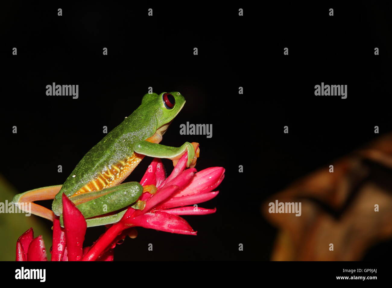 A Pacific variant of a Red Eyed Tree Frog (Agalychnis callidryas) on a