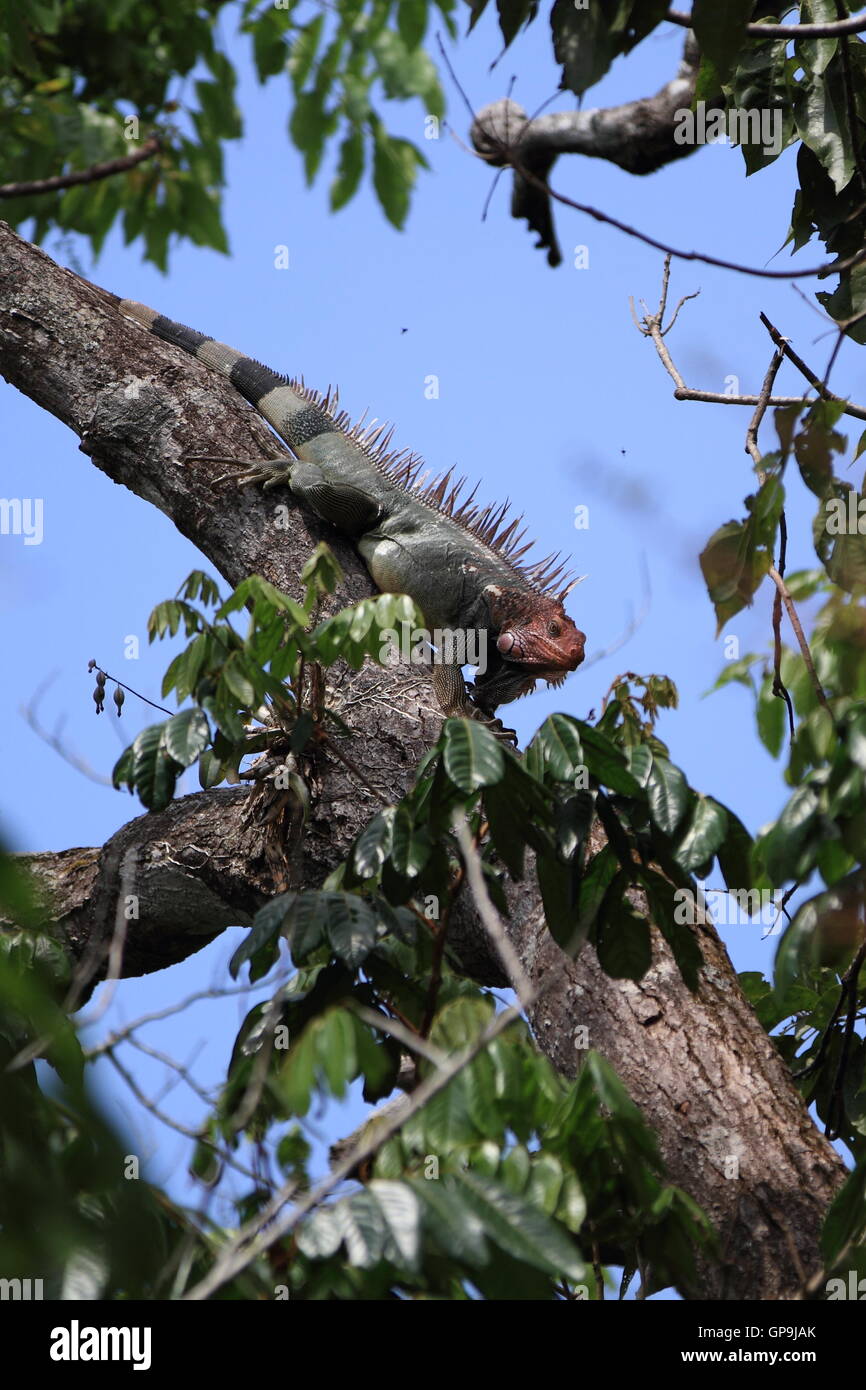 A male adult Green Iguana (Iguana iguana rhinolopha) in a tree in Manuel Antonio, Costa Rica. Stock Photo
