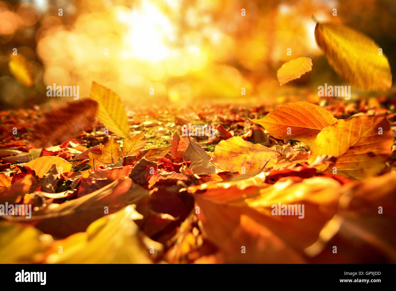 Lively closeup of falling autumn leaves with vibrant backlight from the ...