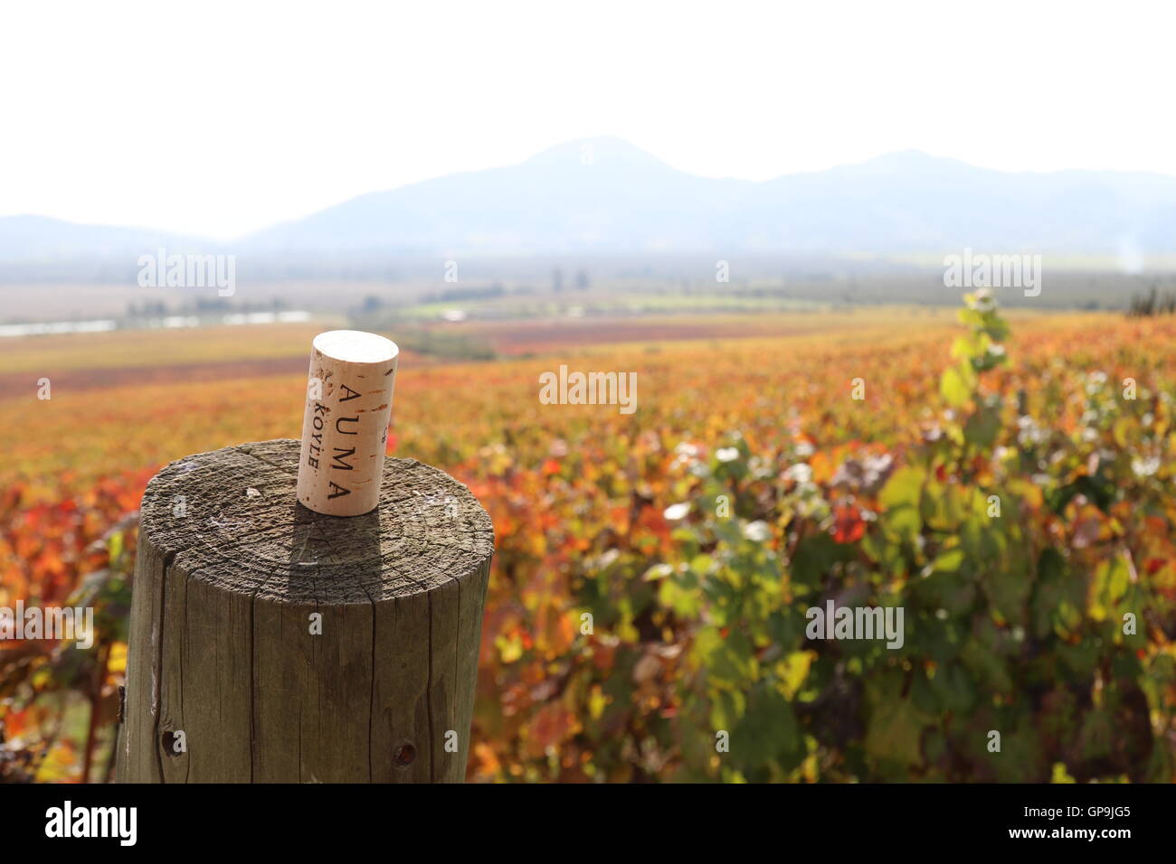 Cork on a pole at a vineyard at Koyle Family Vineyards, Los Lingues, Alto Colchagua,Chile Stock Photo