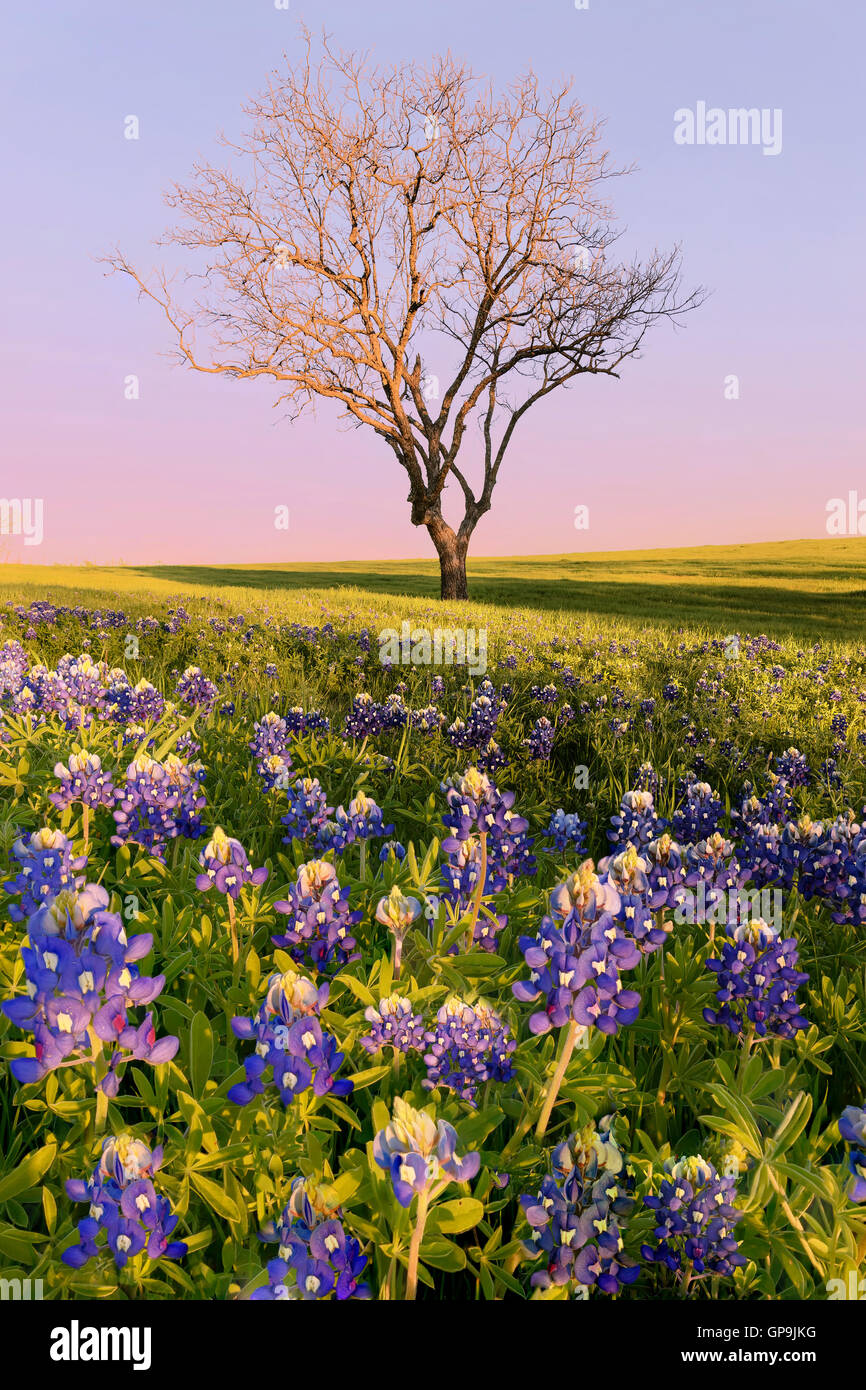 Wild flower Bluebonnet in Ennis City, Texas, USA, at sunset, dusk. BlueBonnet trail. Bluebonnets bloom Spring at Ennis. Leaf les Stock Photo