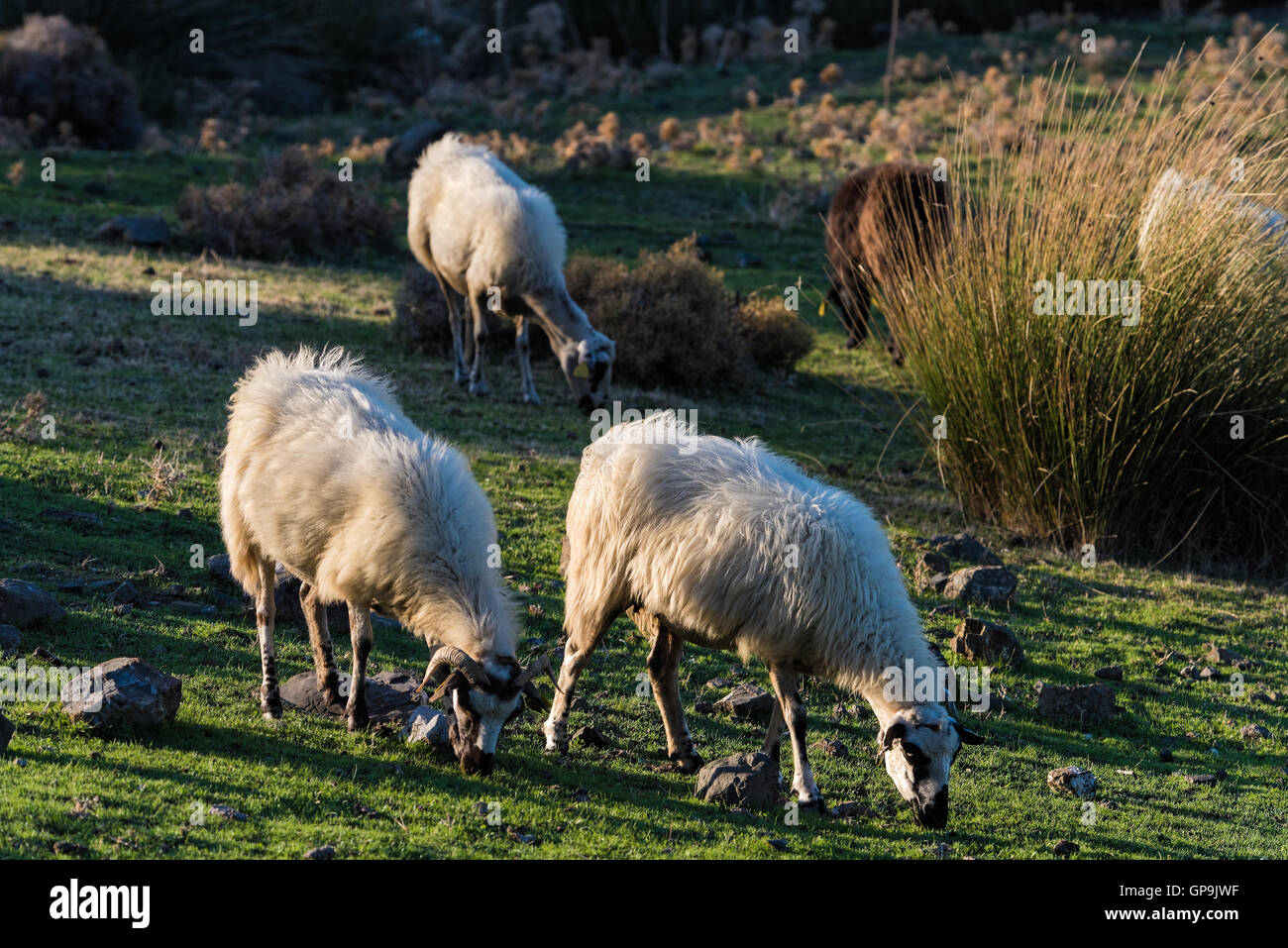 A flock of sheep graze in a green field at sunset in Kos island, Greece Stock Photo