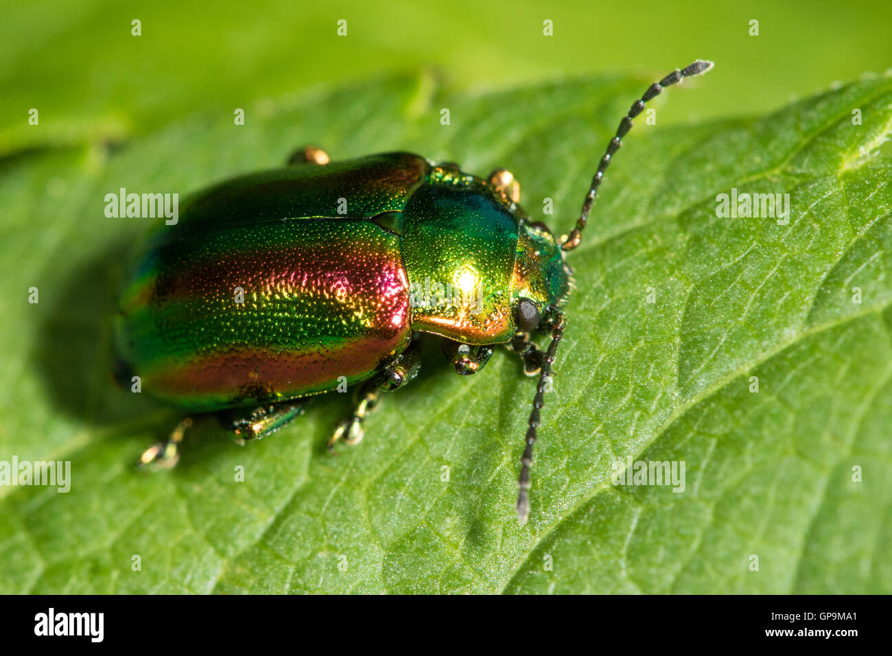 dead-nettle leaf beetle (Chrysolina fastuosa) Stock Photo
