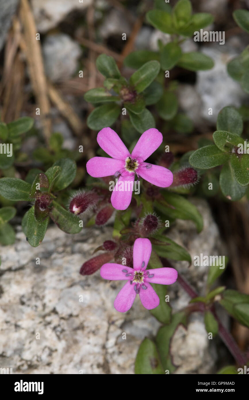 Rock Soapwort (Saponaria ocymoides) flower Stock Photo