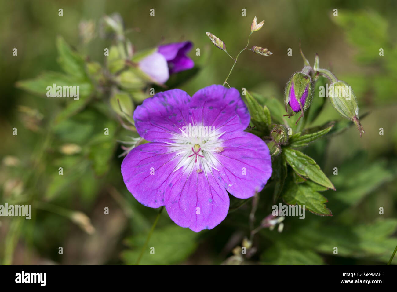 Wood Cranesbill (Geranium sylvaticum) flower Stock Photo