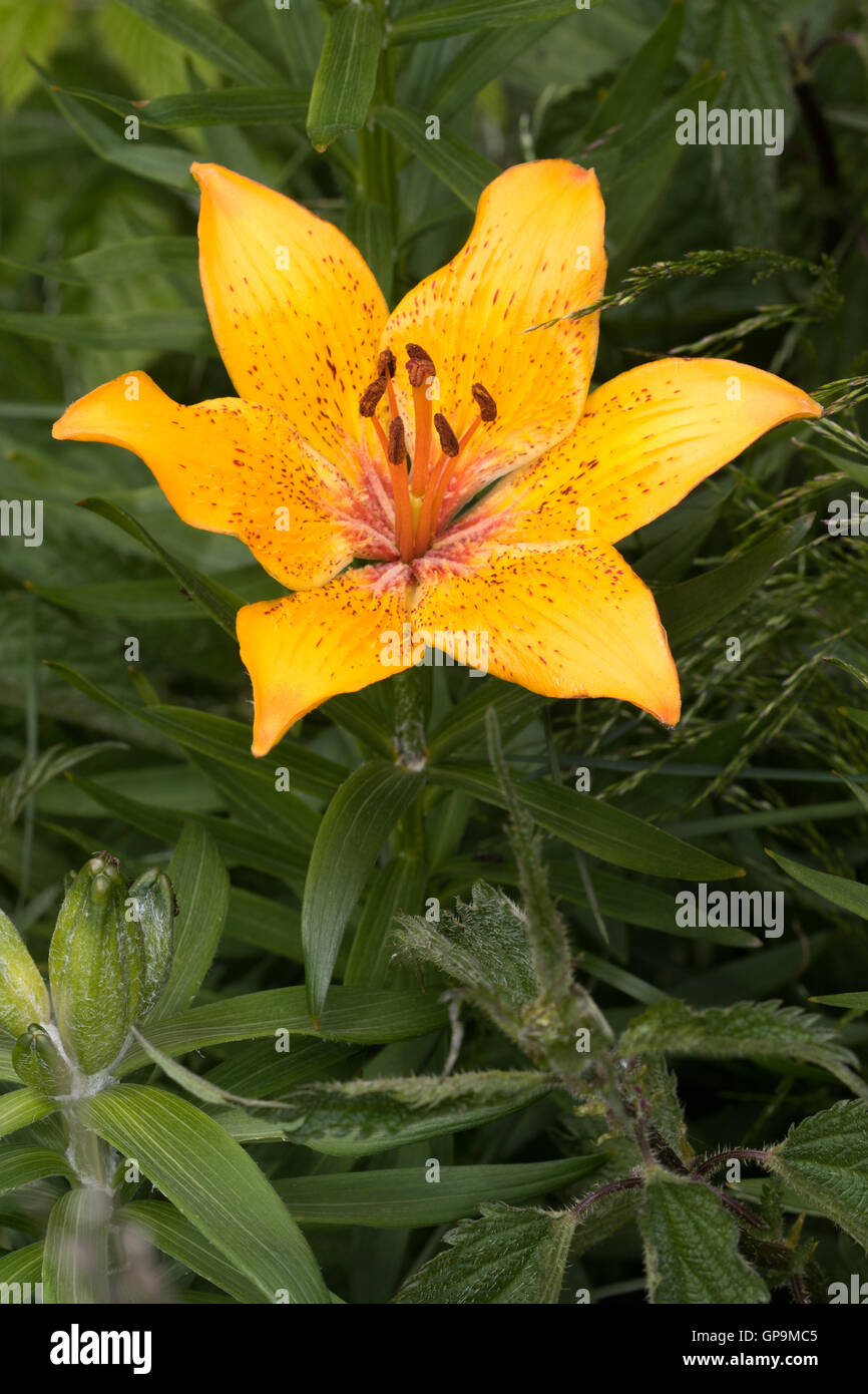 Orange Lily (Lilium bulbiferum ) flower Stock Photo Alamy