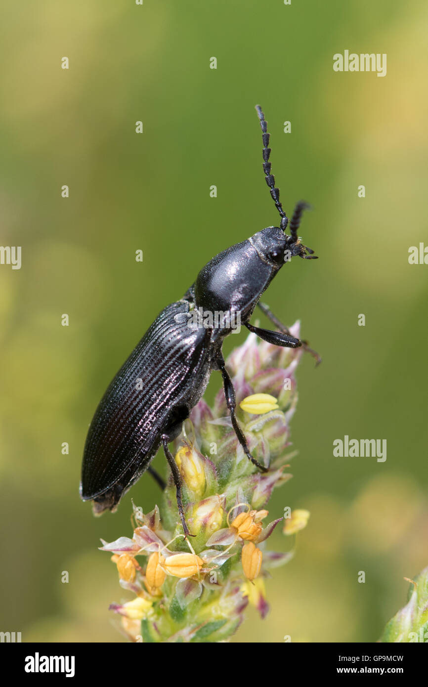 Click beetle sp. (Elateridae) preparing to take flight Stock Photo